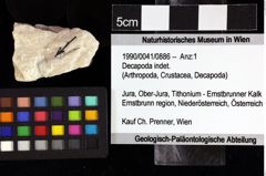 Foto (Objket + Etiketten) von Decapoda indet. 